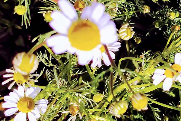 Chamomile herb small white blossoms.