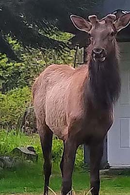 A young Roosevelt elk.