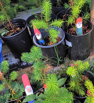 Fir seedlings with a free driftwood hand painted garden gnome.