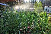 Tall green garlic stalks and leaves with a sprinkler showering them.