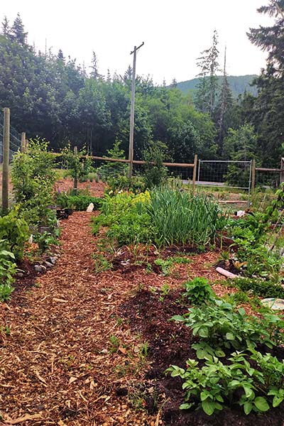 Potato and garlic plants growing in garden beds with wood chip covered paths.