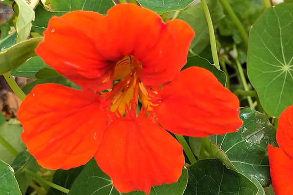 Bright orange nasturtium flowers.