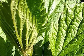 Stinging Nettle potted plants. 