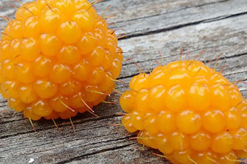 Salmonberries of the Coastal Northwest.