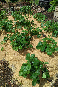Strawberry garden bed mulched with straw.